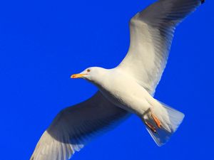 Preview wallpaper gull, bird, fly, swing