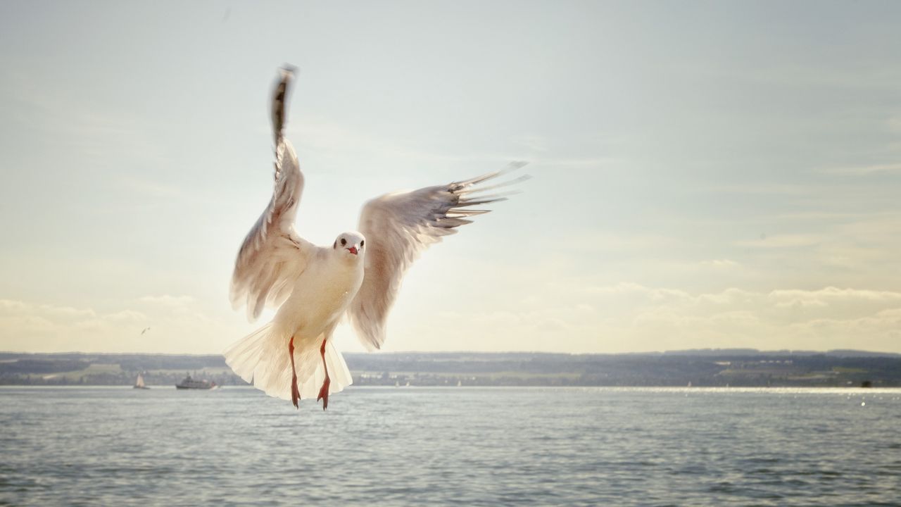 Wallpaper gull, bird, flying, sea
