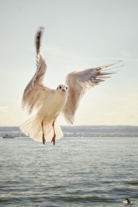 Preview wallpaper gull, bird, flying, sea