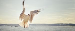 Preview wallpaper gull, bird, flying, sea