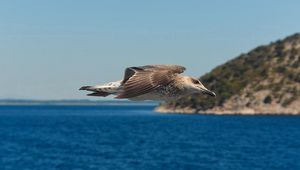 Preview wallpaper gull, bird, flying, sea