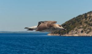 Preview wallpaper gull, bird, flying, sea