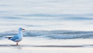 Preview wallpaper gull, bird, sea, water