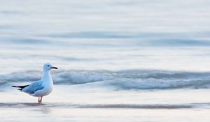 Preview wallpaper gull, bird, sea, water