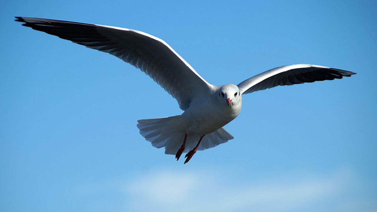 Wallpaper gull, bird, sky, flying