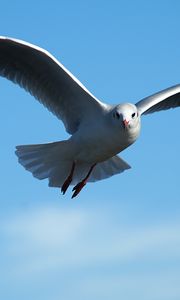 Preview wallpaper gull, bird, sky, flying