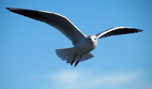 Preview wallpaper gull, bird, sky, flying