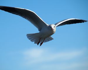 Preview wallpaper gull, bird, sky, flying