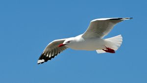 Preview wallpaper gull, bird, sky, swing, fly