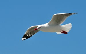 Preview wallpaper gull, bird, sky, swing, fly