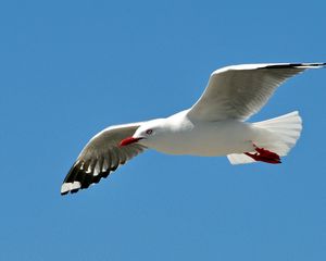 Preview wallpaper gull, bird, sky, swing, fly