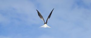 Preview wallpaper gull, bird, wings, sky, fly