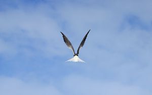 Preview wallpaper gull, bird, wings, sky, fly