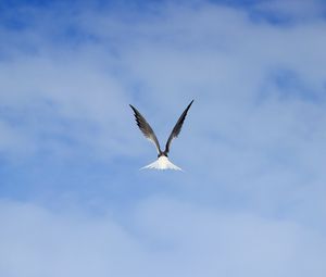 Preview wallpaper gull, bird, wings, sky, fly