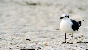 Preview wallpaper gull, birds, sand, color