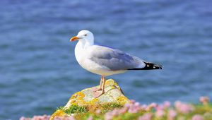 Preview wallpaper gull, grass, flowers, bird