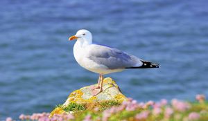 Preview wallpaper gull, grass, flowers, bird