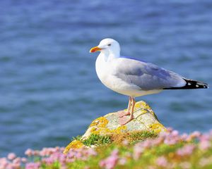 Preview wallpaper gull, grass, flowers, bird