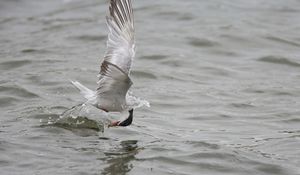 Preview wallpaper gull, mining, hunting