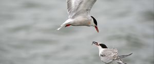 Preview wallpaper gull, mining, poultry