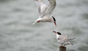 Preview wallpaper gull, mining, poultry