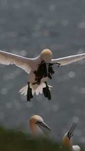 Preview wallpaper gull, nest, algae