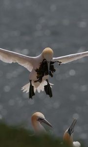 Preview wallpaper gull, nest, algae