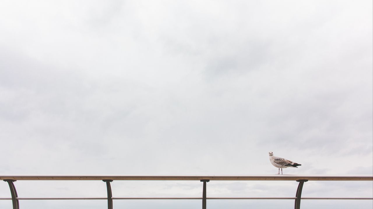 Wallpaper gull, railing, sea, sky