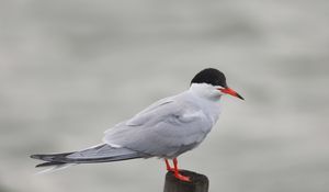 Preview wallpaper gull, recreation, bird, tree stump