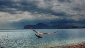 Preview wallpaper gull, sea, mountains, flying, swing