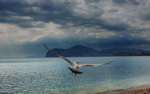 Preview wallpaper gull, sea, mountains, flying, swing