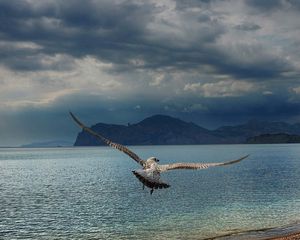 Preview wallpaper gull, sea, mountains, flying, swing