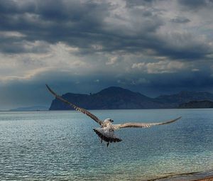 Preview wallpaper gull, sea, mountains, flying, swing