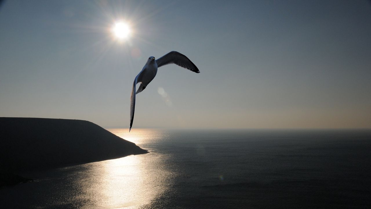 Wallpaper gull, sea, sky, silhouette, shadow, fly, swing
