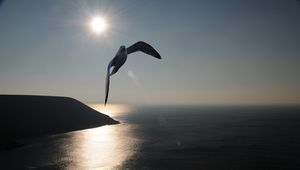 Preview wallpaper gull, sea, sky, silhouette, shadow, fly, swing