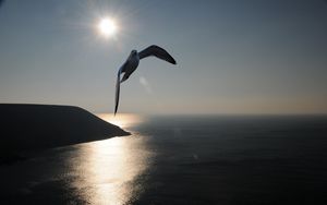 Preview wallpaper gull, sea, sky, silhouette, shadow, fly, swing