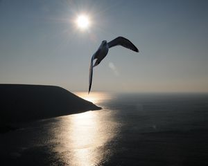 Preview wallpaper gull, sea, sky, silhouette, shadow, fly, swing