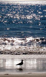 Preview wallpaper gull, sea, sunset, bird