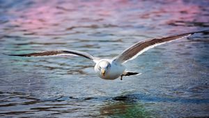 Preview wallpaper gull, sea, surface, bird