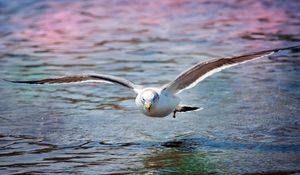 Preview wallpaper gull, sea, surface, bird