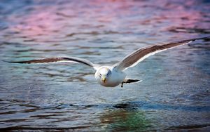 Preview wallpaper gull, sea, surface, bird
