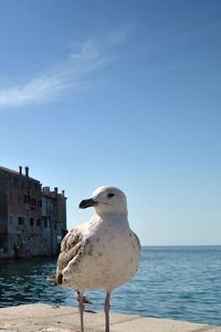 Preview wallpaper gulls, birds, buildings, sea
