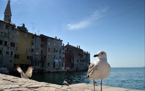 Preview wallpaper gulls, birds, buildings, sea