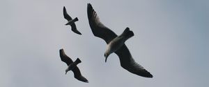 Preview wallpaper gulls, birds, flight, sky, clouds