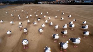 Preview wallpaper gulls, birds, flock, sand