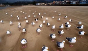 Preview wallpaper gulls, birds, flock, sand