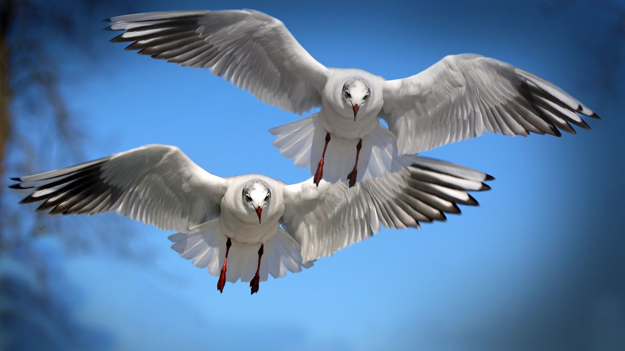 Wallpaper gulls, birds, flying, flapping