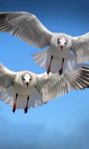 Preview wallpaper gulls, birds, flying, flapping
