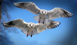 Preview wallpaper gulls, birds, flying, flapping