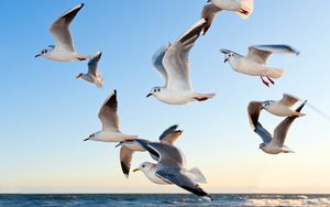 Preview wallpaper gulls, birds, flying, sea